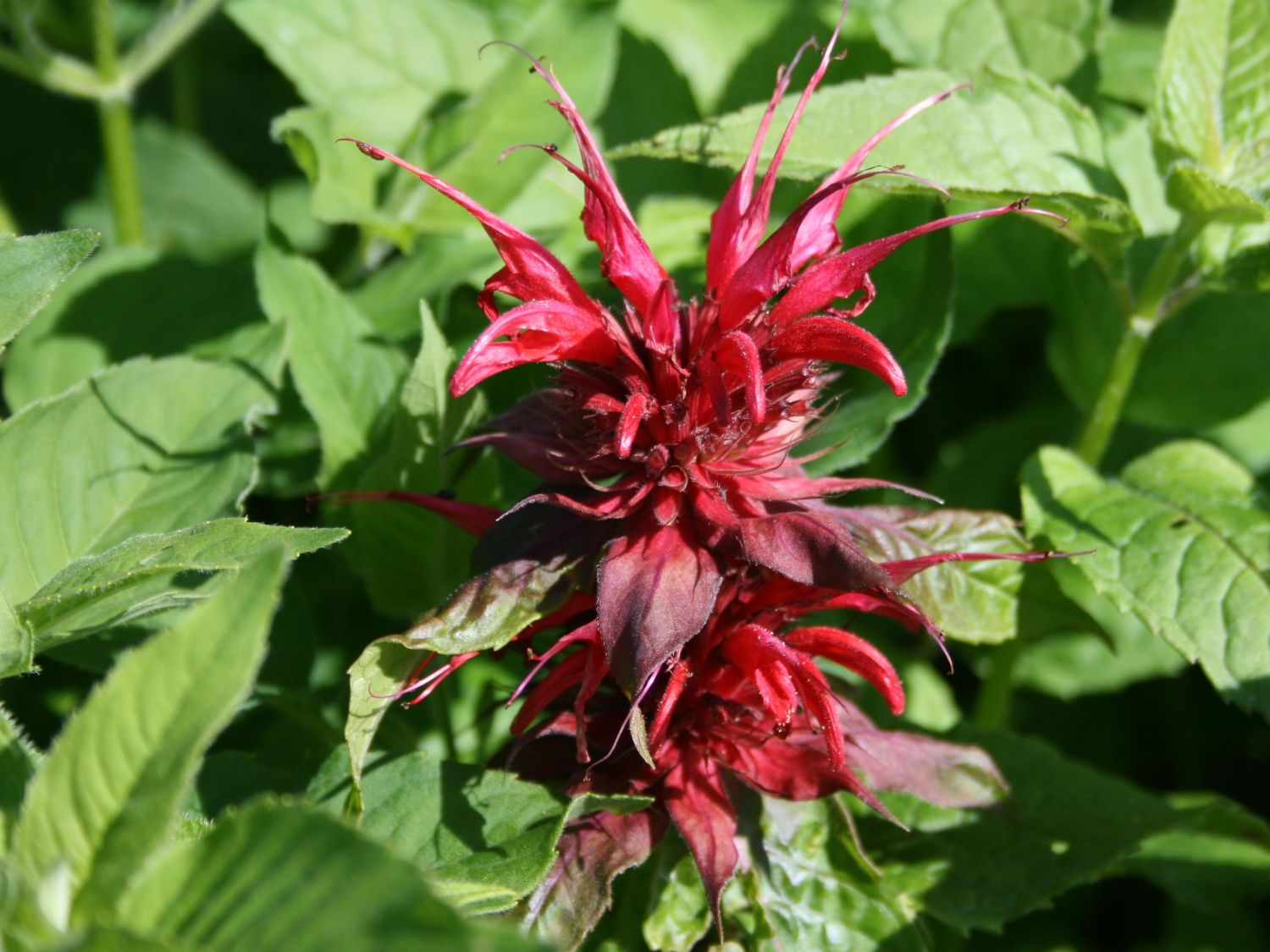 Indianernessel 'Feuerschopf'