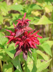 Indianernessel 'Gardenview Scarlet'