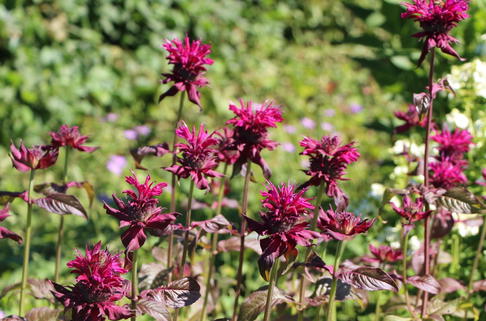 Indianernessel 'Kardinal' - Monarda fistulosa 'Kardinal'