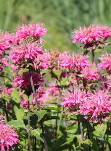 Indianernessel 'Marshall's Delight'