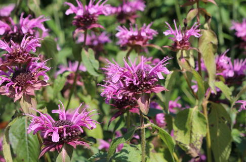Indianernessel 'Mohawk' - Monarda fistulosa 'Mohawk'
