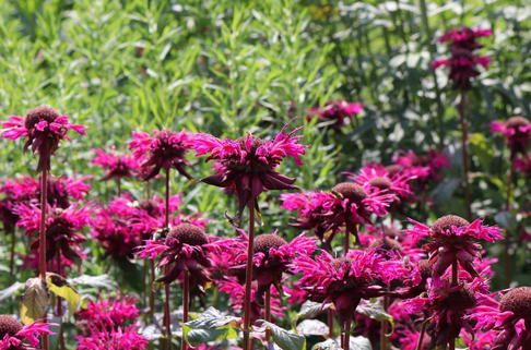Indianernessel 'On Parade' - Monarda fistulosa 'On Parade'