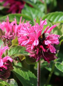 Indianernessel 'Pink Lace'