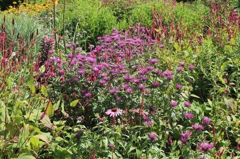 Indianernessel 'Prärienacht' - Monarda fistulosa 'Prärienacht'
