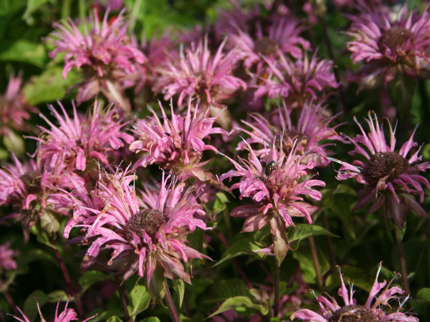 Indianernessel 'Rosanne'
