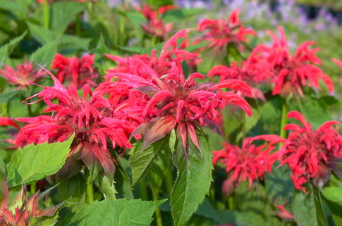 Indianernessel 'Rote Töne' - Monarda fistulosa 'Rote Töne'