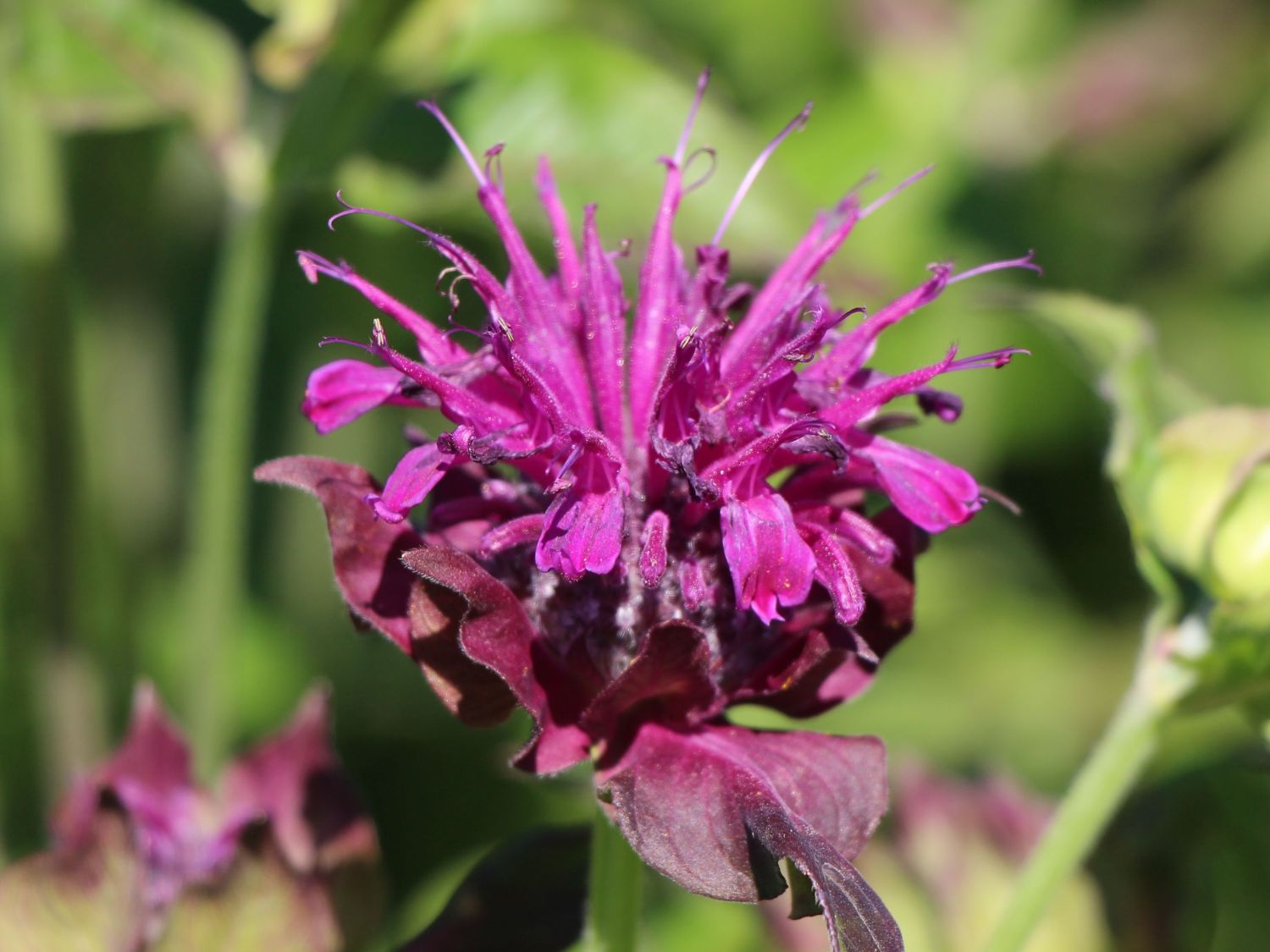 Indianernessel 'Saxon Purple'