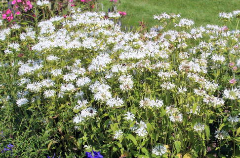 Indianernessel 'Schneewittchen' - Monarda fistulosa 'Schneewittchen'