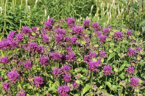 Indianernessel 'Scorpion' - Monarda fistulosa 'Scorpion'
