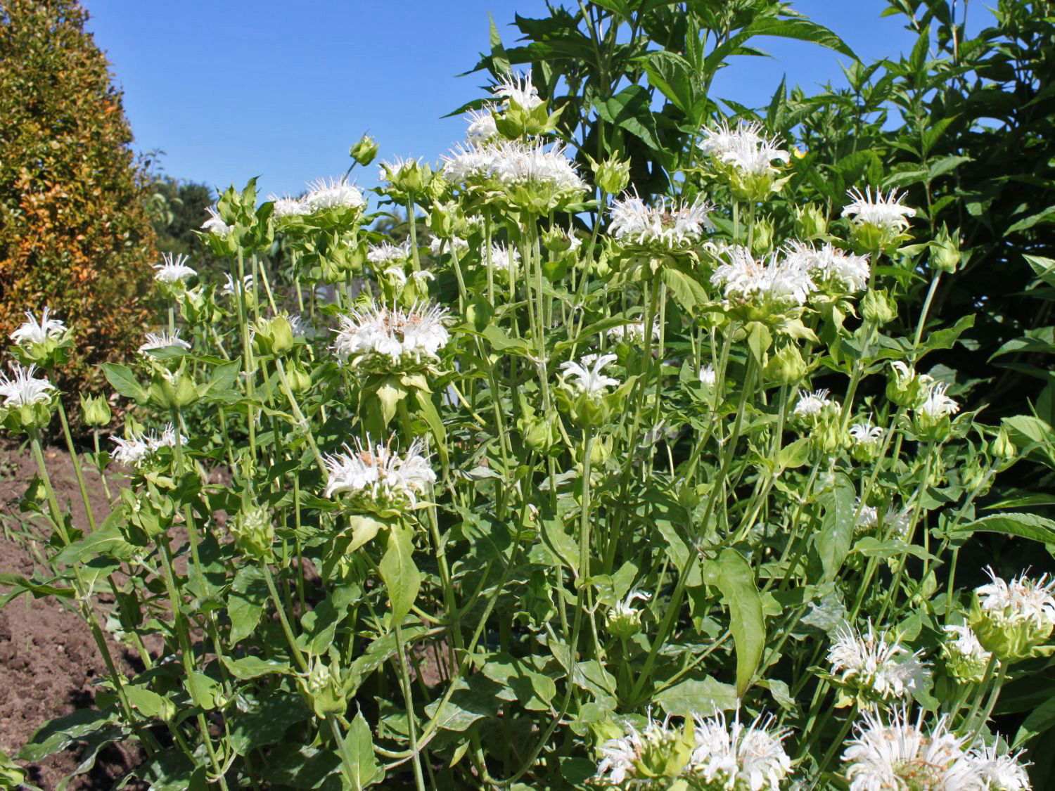 Indianernessel 'Snow Queen'