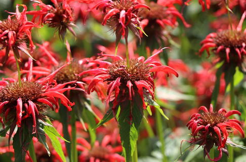Indianernessel 'Squaw' - Monarda didyma 'Squaw'