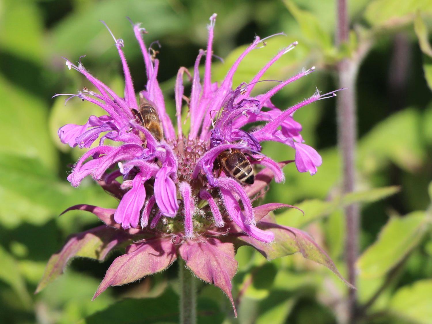Indianernessel 'Violet Queen'