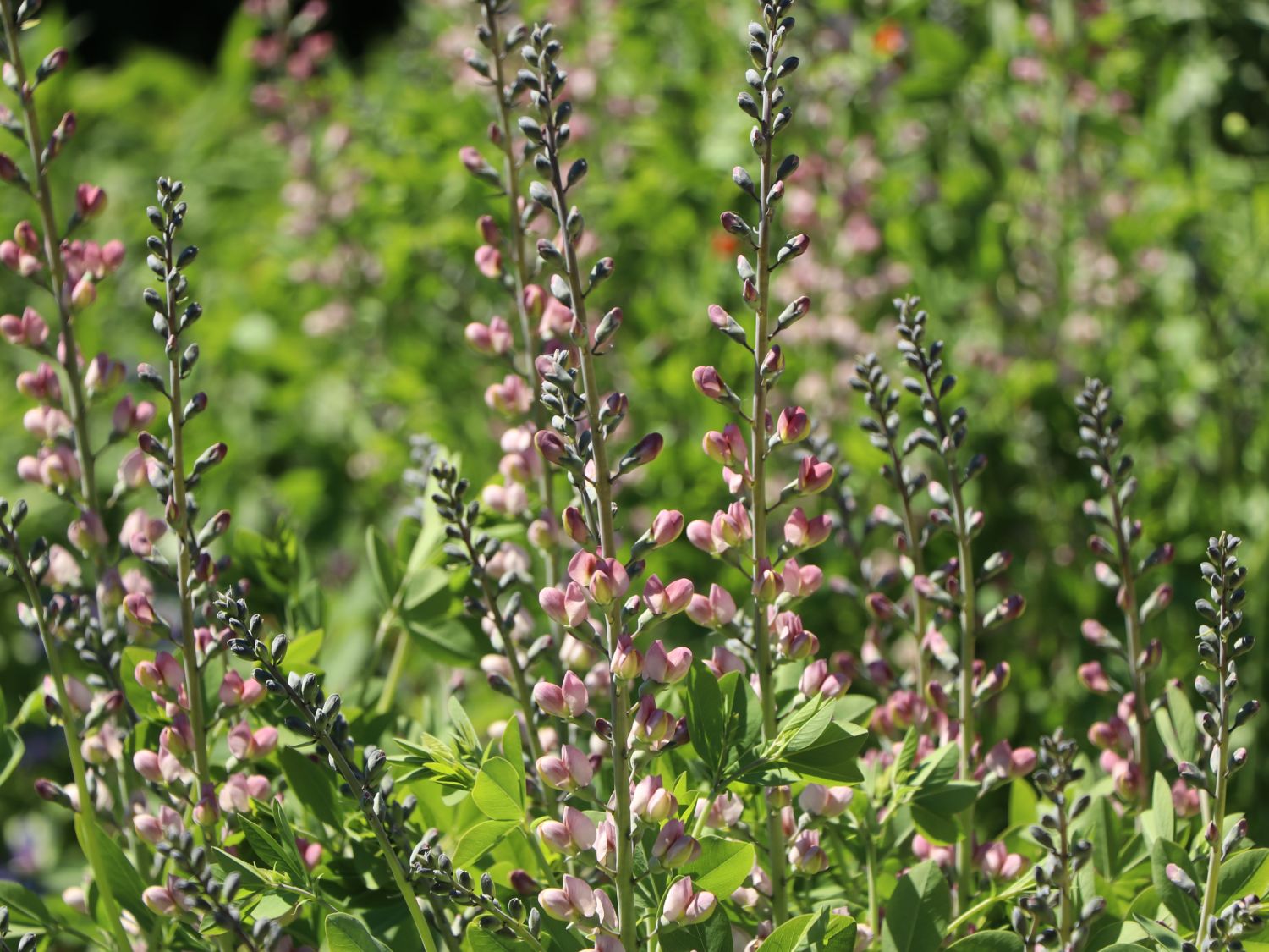 Indigo-Lupine Decadence-Serie 'Pink Truffles'