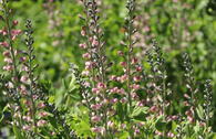 Indigo-Lupine Decadence-Serie 'Pink Truffles'