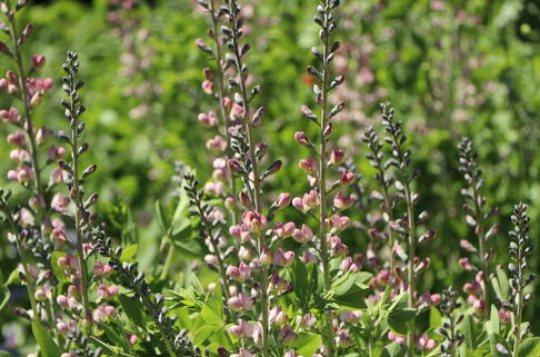 Indigo-Lupine Decadence-Serie 'Pink Truffles' - Baptisia x cultorum 'Pink Truffles'