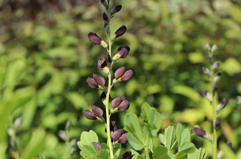 Indigolupine / Südliche Färberhülse 'Dec. Dutch Chocolate' - Baptisia australis 'Dec. Dutch Chocolate'