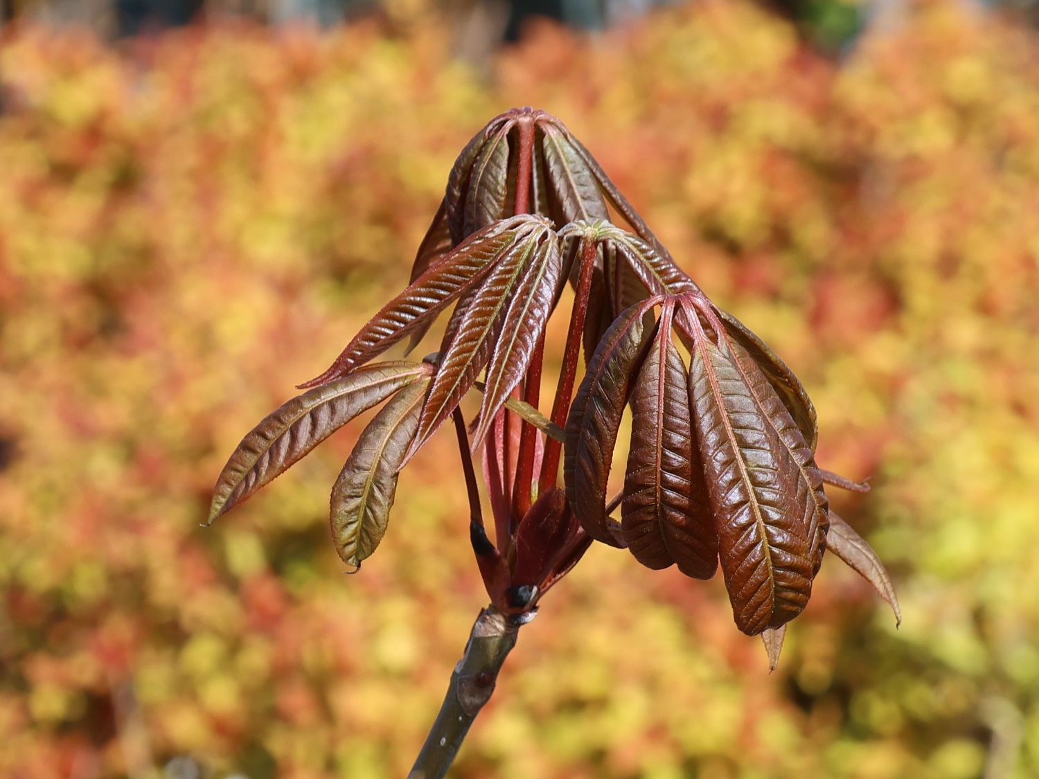 Indische Rosskastanie