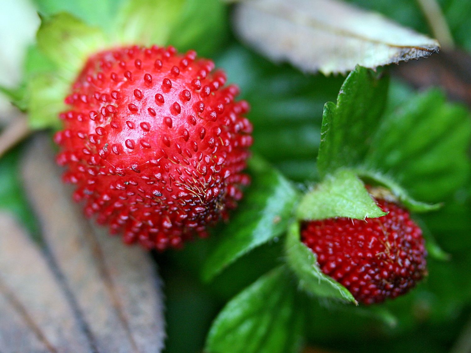 Duchesnea (Duchesnea)