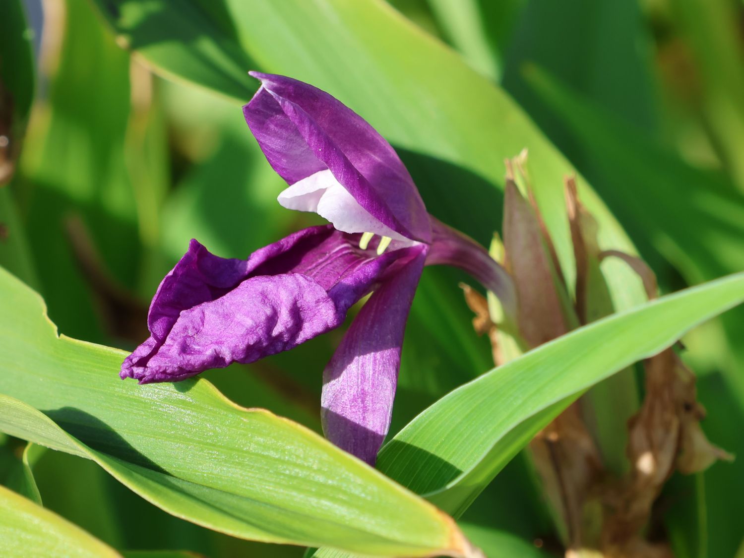 Ingwergewächse (Zingiberaceae)