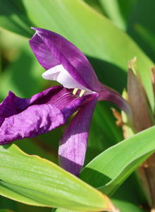Ingwergewächse (Zingiberaceae)