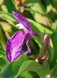 Roscoea (Roscoea)