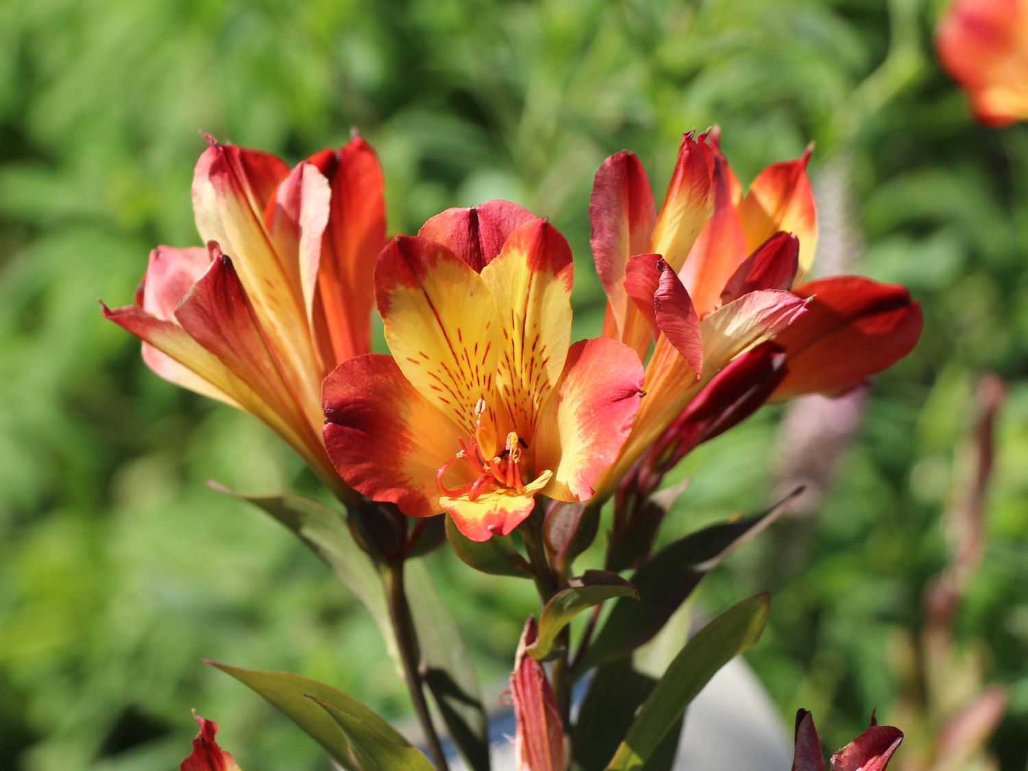 Inkalilie 'Andez Red and Yellow' - Alstroemeria x cultorum 'Andez Red and Yellow'