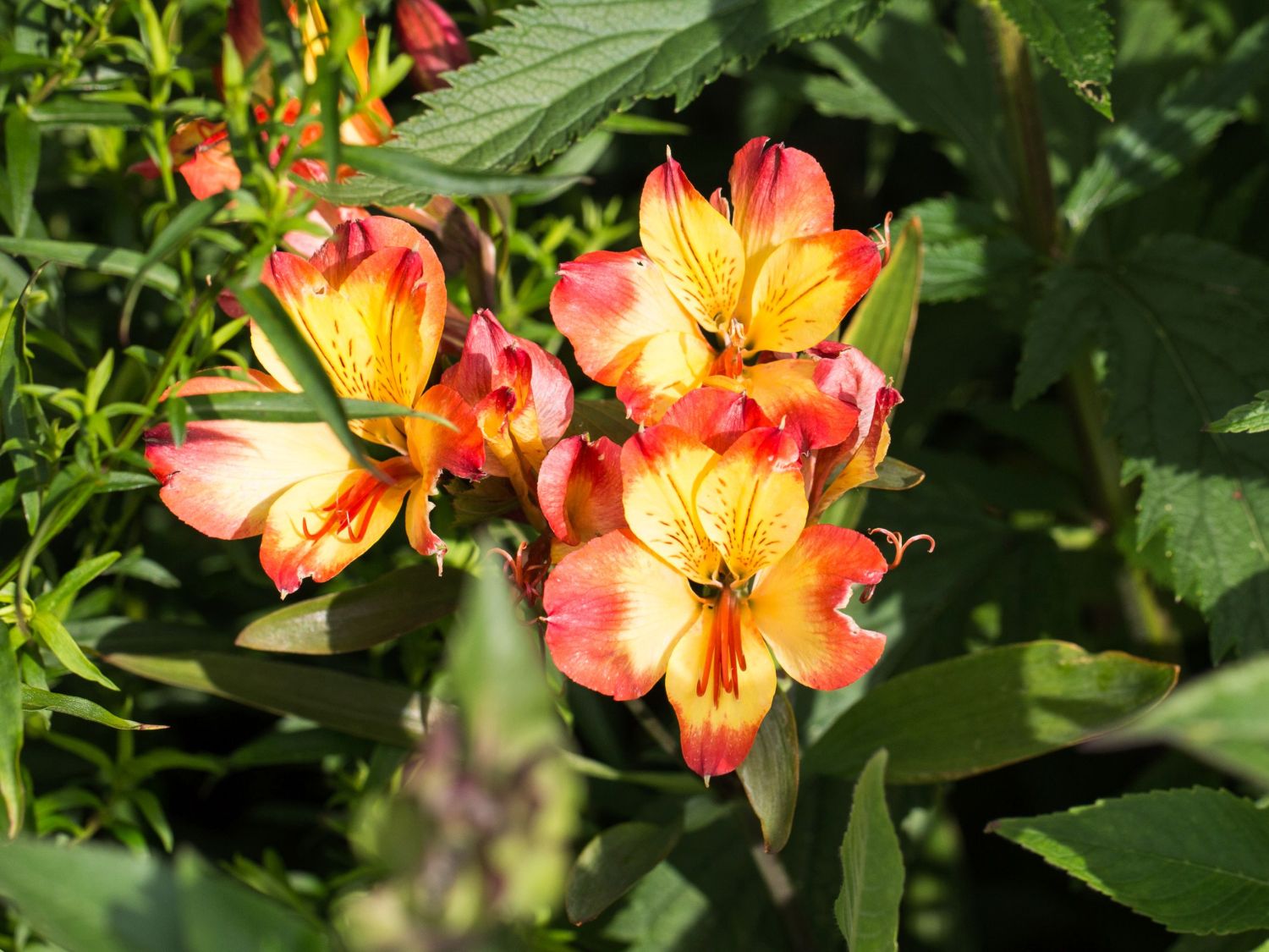 Inkalilien (Alstroemeria)