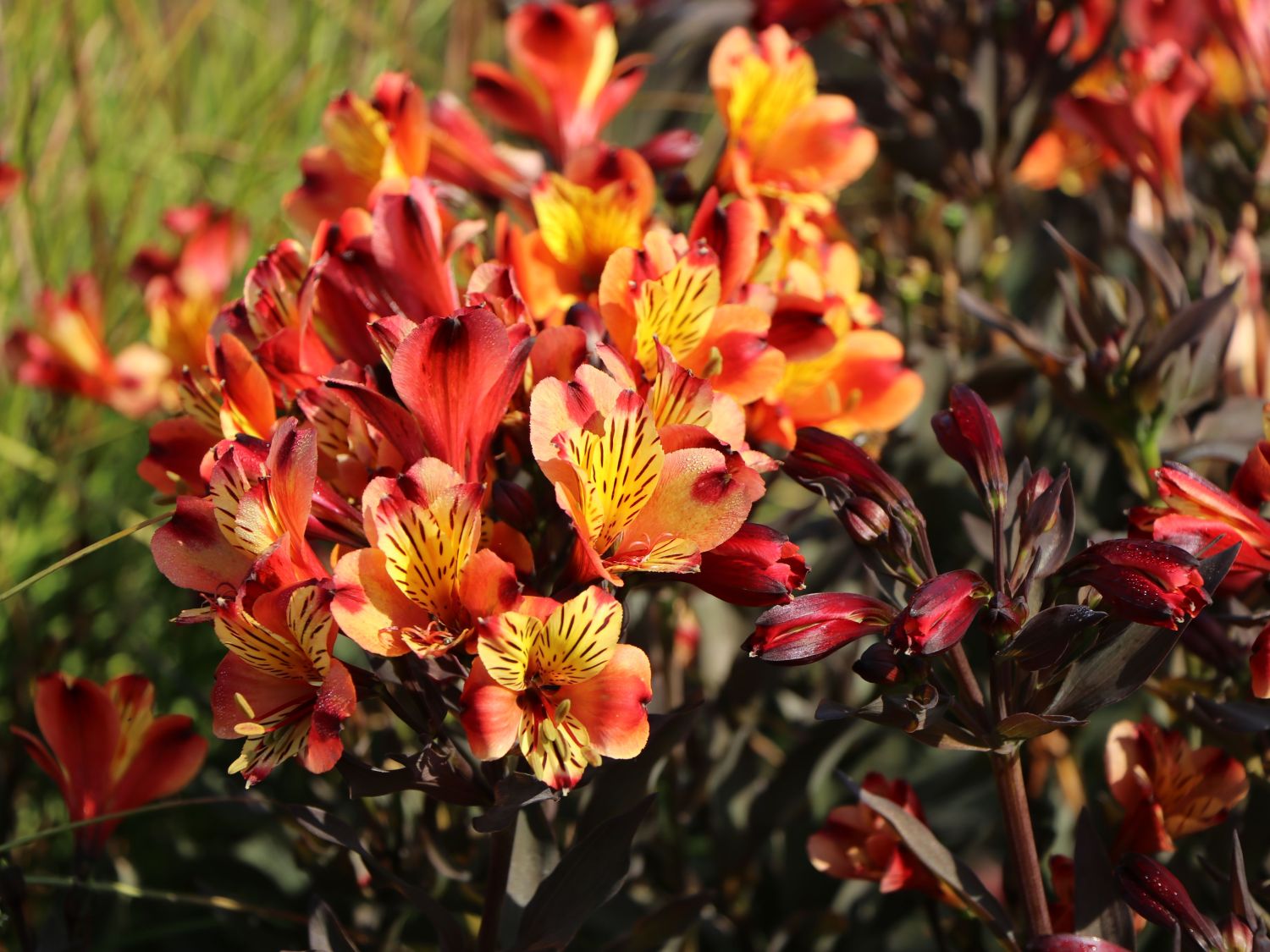 Inkalilie 'Indian Summer' - Alstroemeria x cultorum 'Indian Summer'