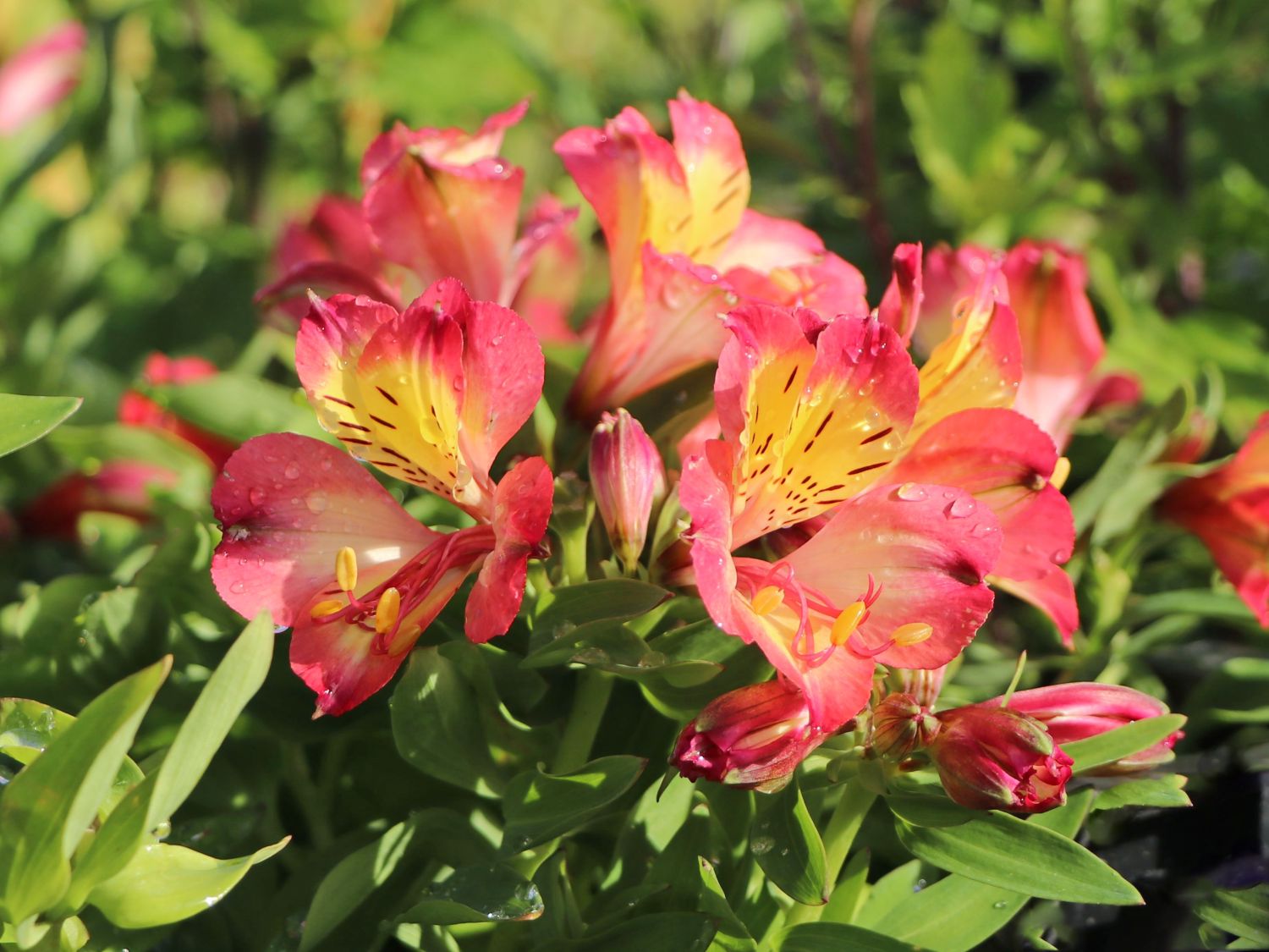 Inkalilie Little Miss 'Candy' - Alstroemeria x cultorum Little Miss 'Candy'