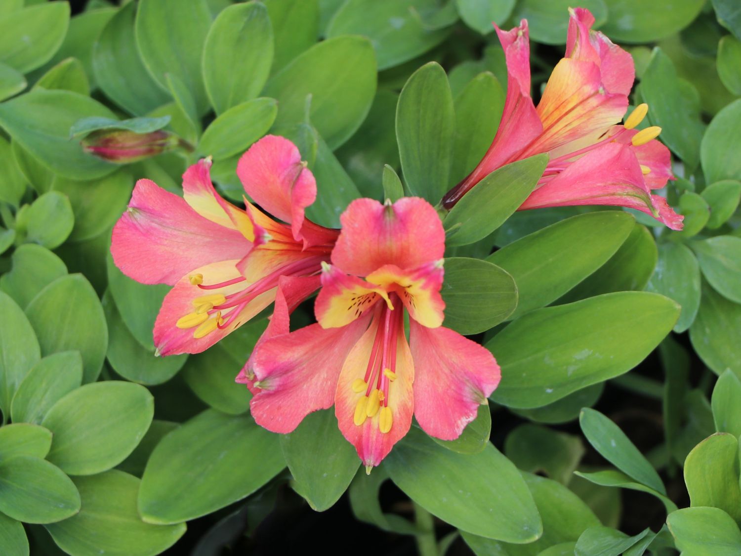 Inkalilie Little Miss 'Candy' - Alstroemeria x cultorum Little Miss 'Candy'