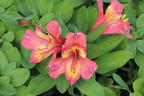 Inkalilie Little Miss 'Candy' - Alstroemeria x cultorum Little Miss 'Candy'