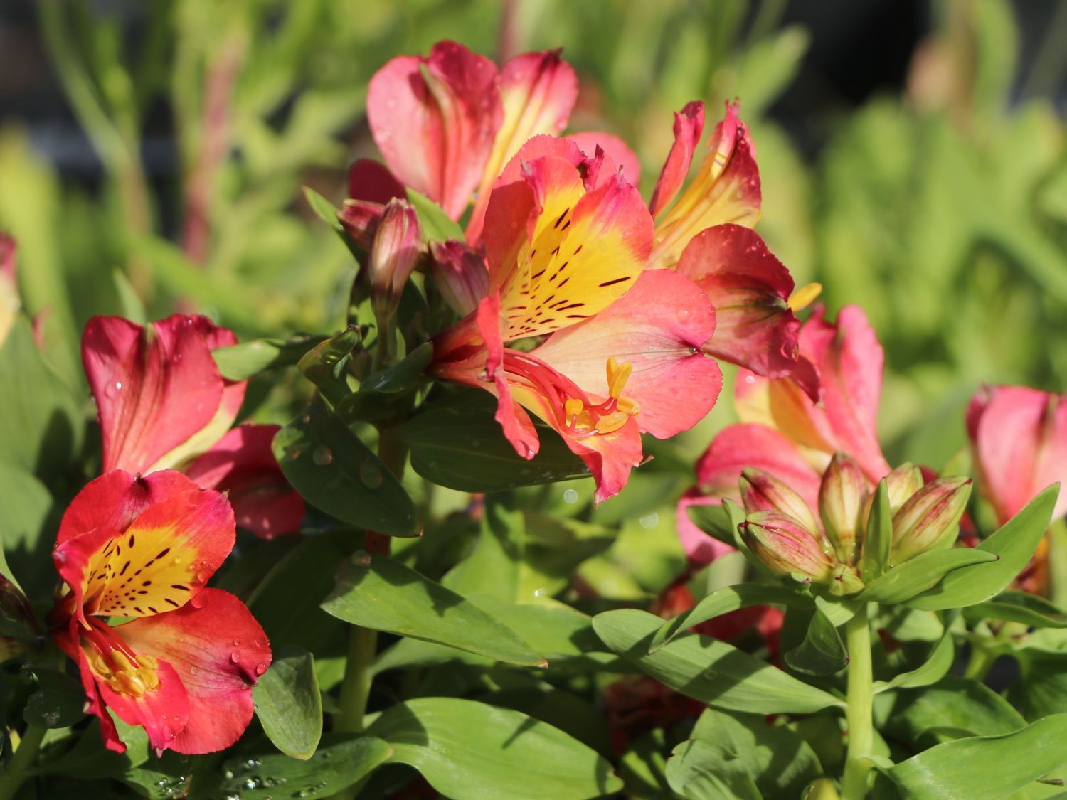 Inkalilie Little Miss 'Candy' - Alstroemeria x cultorum Little Miss 'Candy'
