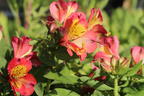 Inkalilie Little Miss 'Candy' - Alstroemeria x cultorum Little Miss 'Candy'