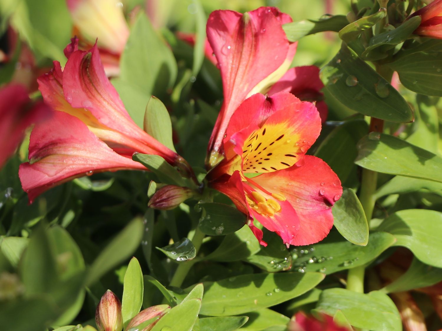 Inkalilie Little Miss 'Candy' - Alstroemeria x cultorum Little Miss 'Candy'