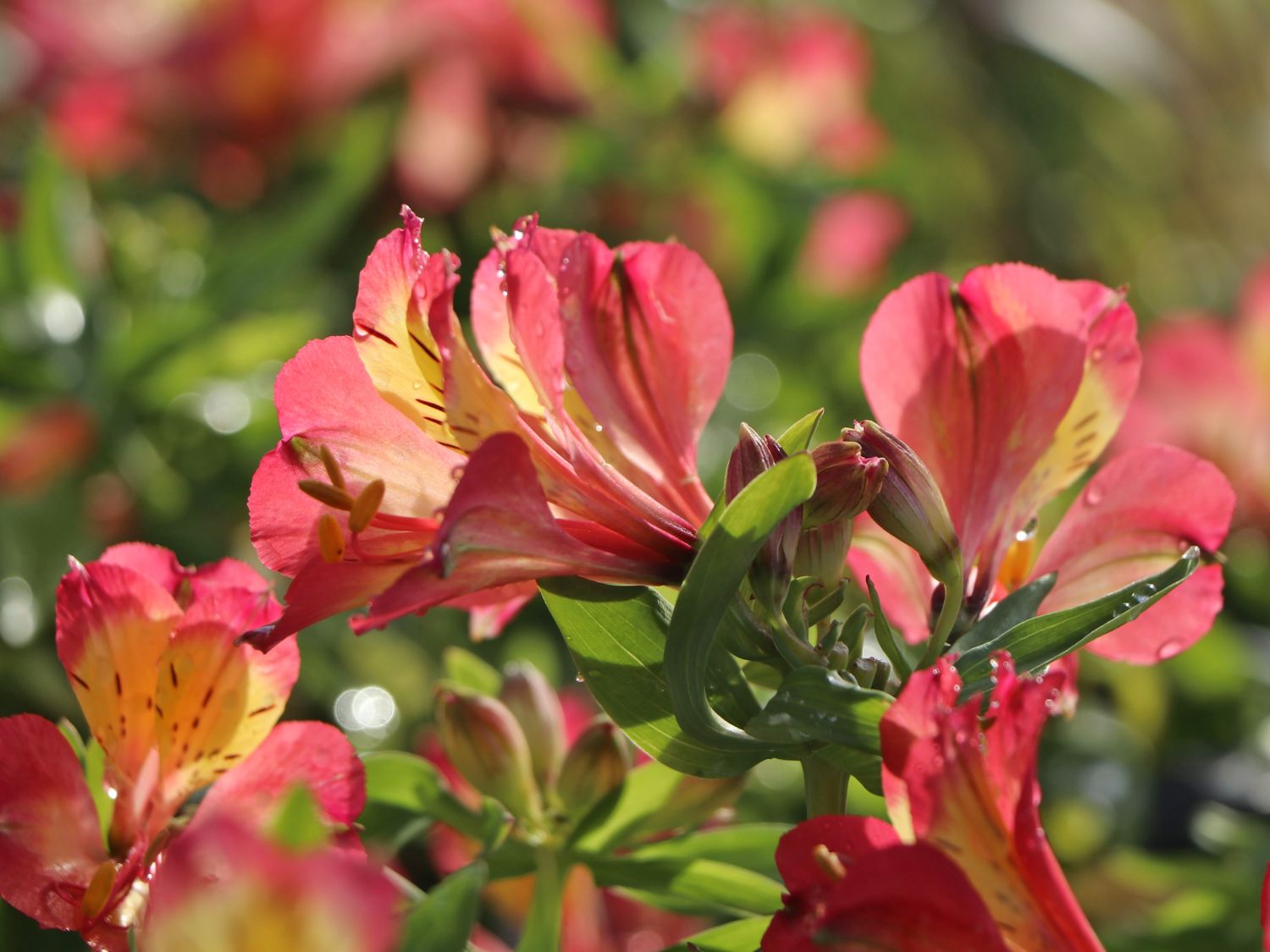 Inkalilie Little Miss 'Candy' - Alstroemeria x cultorum Little Miss 'Candy'