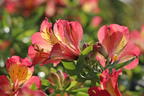 Inkalilie Little Miss 'Candy' - Alstroemeria x cultorum Little Miss 'Candy'