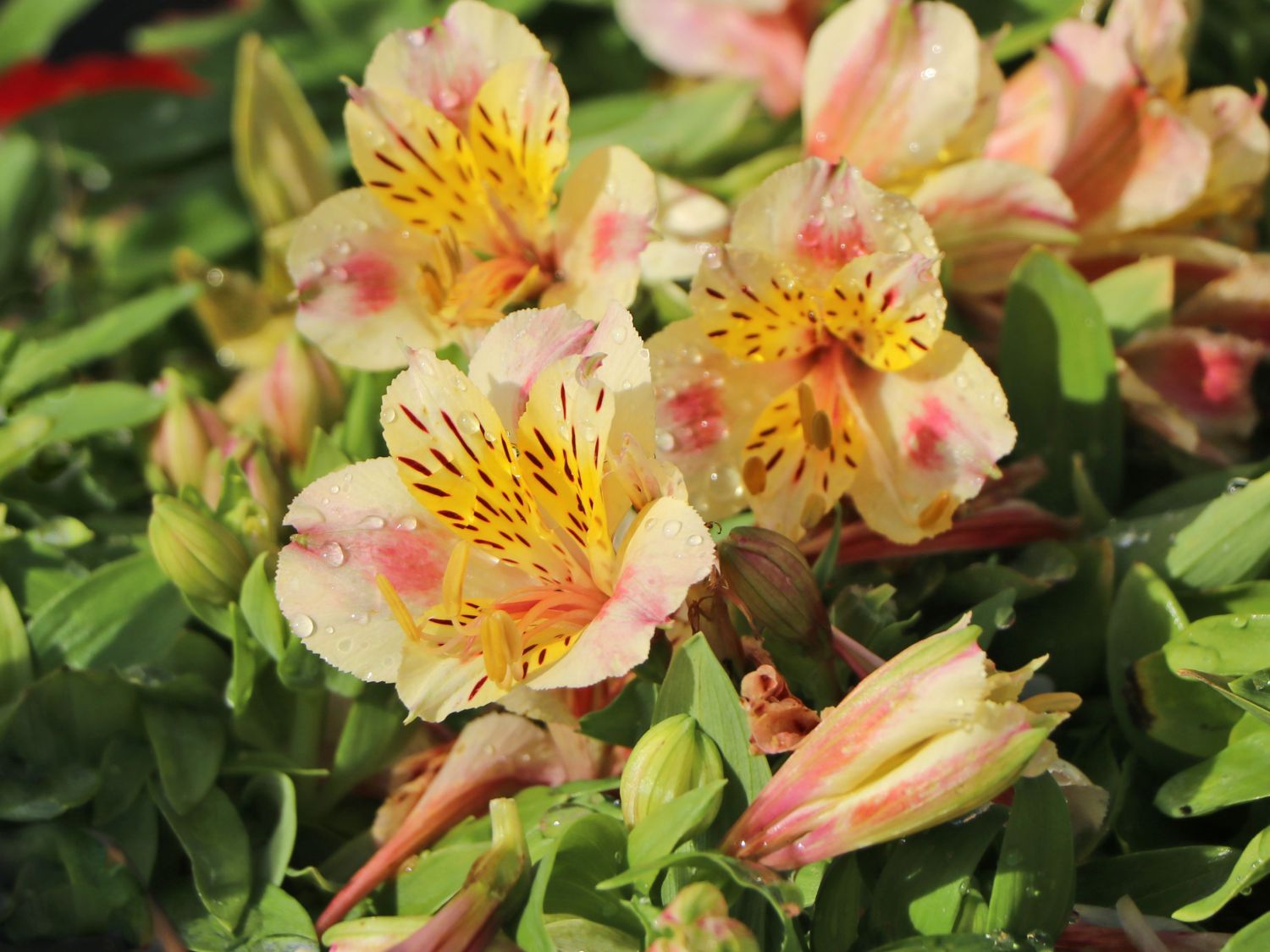 Inkalilie Little Miss 'Christina' - Alstroemeria x cultorum Little Miss 'Christina'