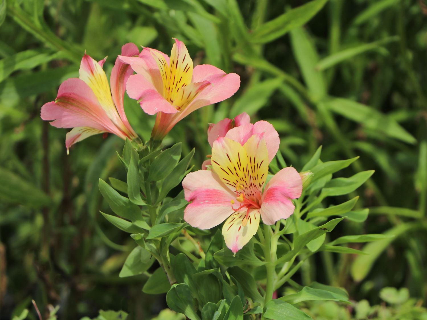 Inkalilie Little Miss 'Davina' - Alstroemeria Little Miss 'Davina'