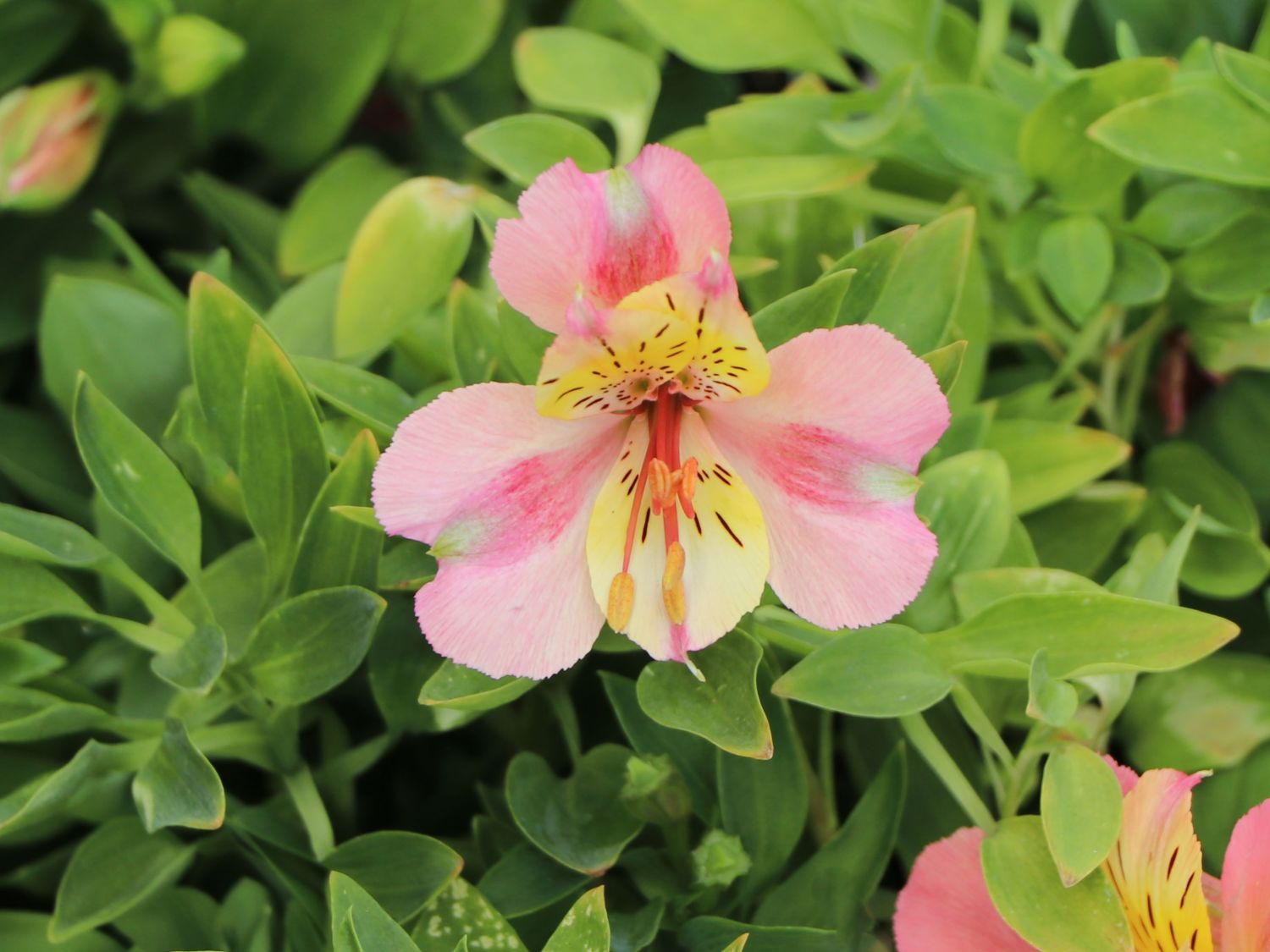 Inkalilie Little Miss 'Davina' - Alstroemeria Little Miss 'Davina'