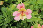 Inkalilie Little Miss 'Davina' - Alstroemeria Little Miss 'Davina'