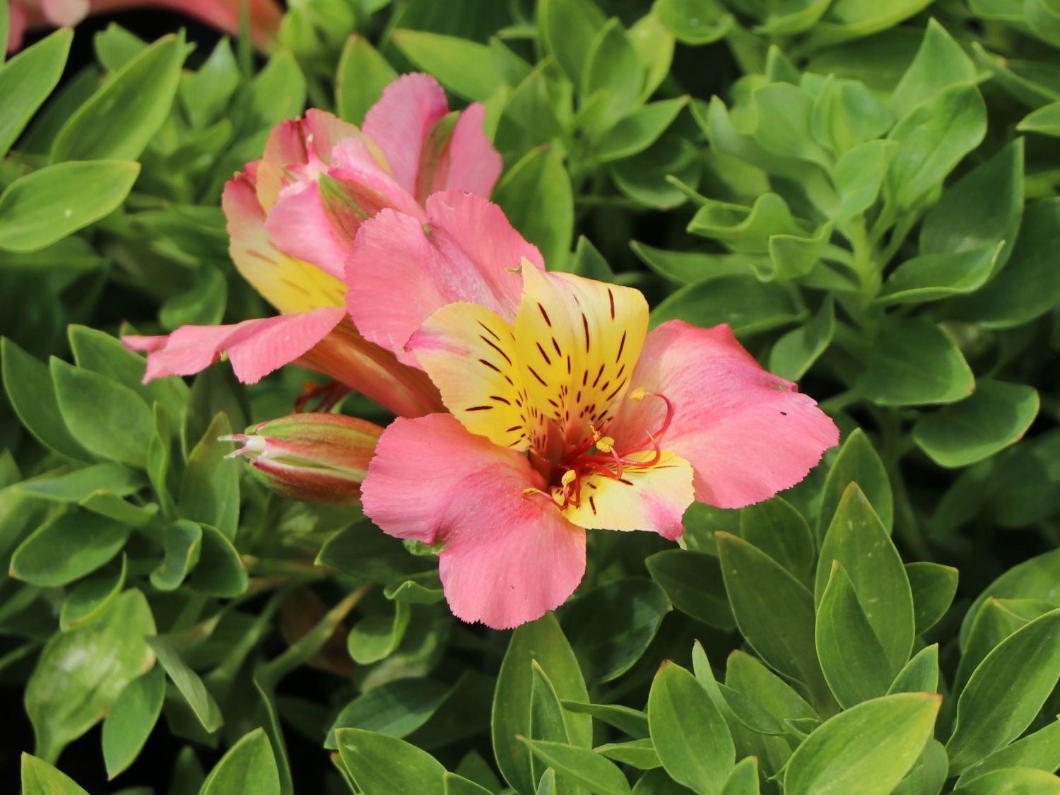 Inkalilie Little Miss 'Davina' - Alstroemeria Little Miss 'Davina'