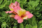 Inkalilie Little Miss 'Davina' - Alstroemeria Little Miss 'Davina'