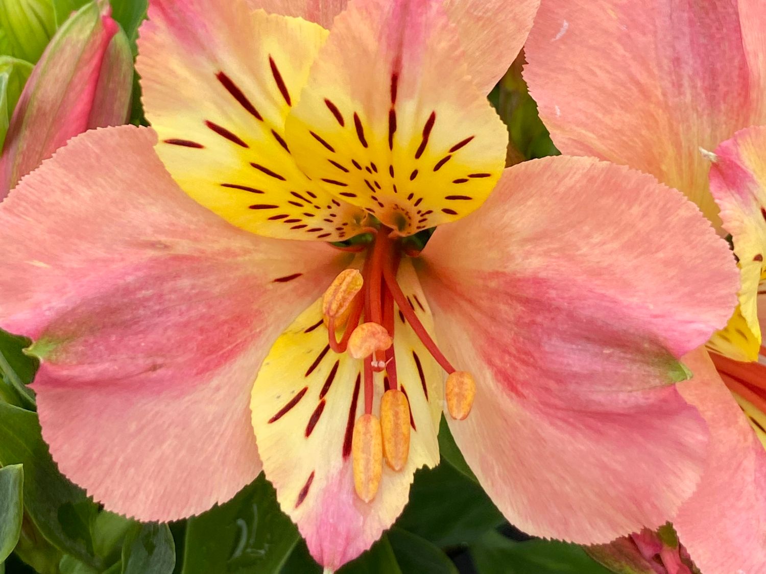 Inkalilie Little Miss 'Davina' - Alstroemeria Little Miss 'Davina'