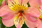 Inkalilie Little Miss 'Davina' - Alstroemeria Little Miss 'Davina'