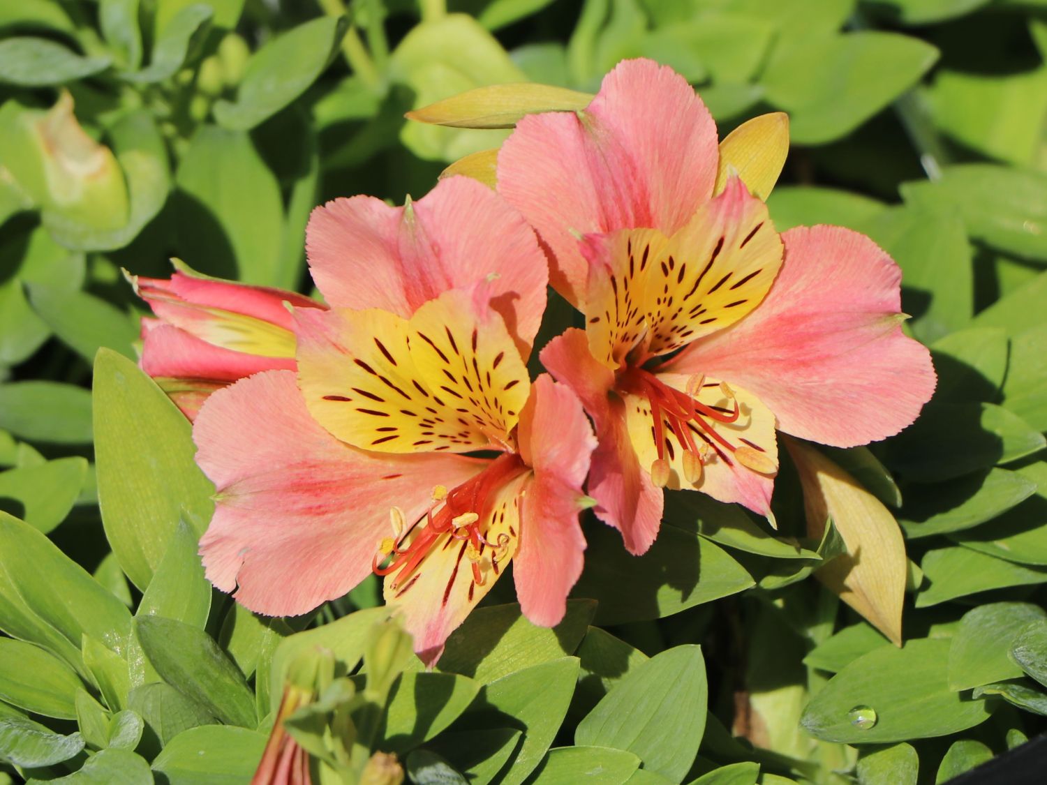 Inkalilie Little Miss 'Davina' - Alstroemeria Little Miss 'Davina'