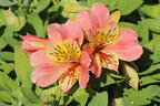 Inkalilie Little Miss 'Davina' - Alstroemeria Little Miss 'Davina'