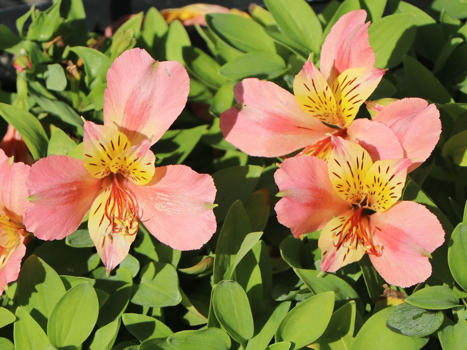 Inkalilie Little Miss 'Davina' - Alstroemeria Little Miss 'Davina'