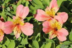 Inkalilie Little Miss 'Davina' - Alstroemeria Little Miss 'Davina'