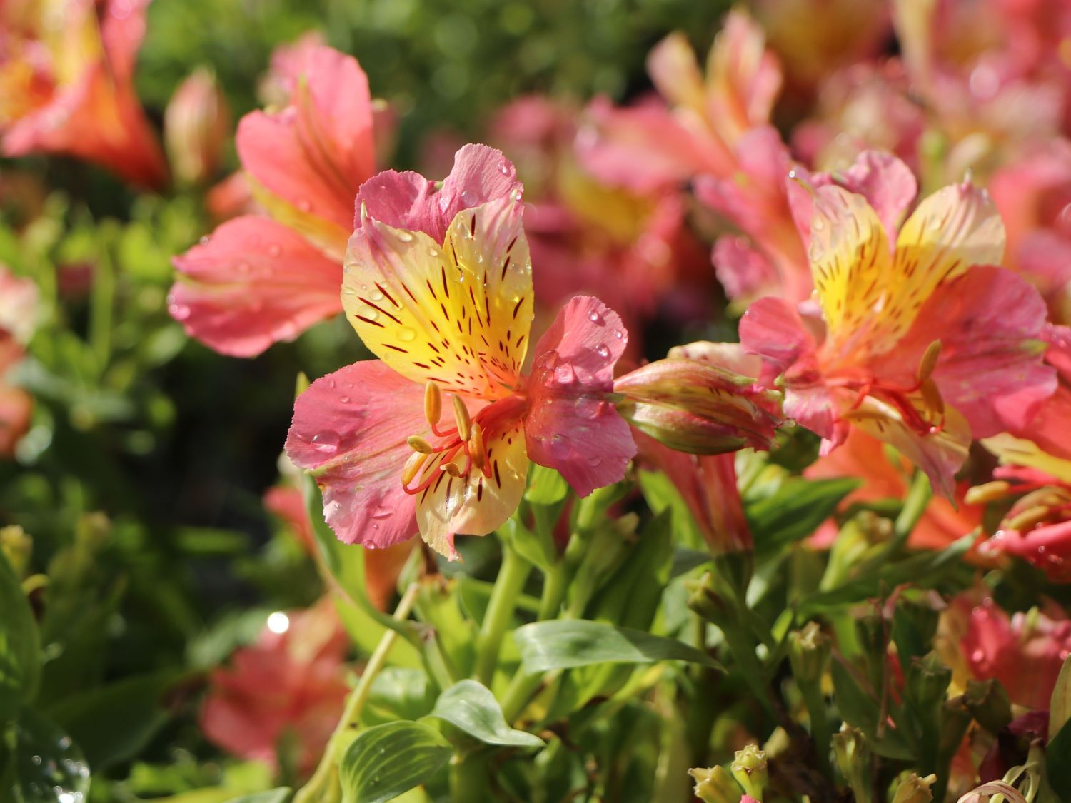 Inkalilie Little Miss 'Davina' - Alstroemeria Little Miss 'Davina'