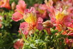 Inkalilie Little Miss 'Davina' - Alstroemeria Little Miss 'Davina'